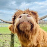 Edinburgh: Highland Cow, Blackness Castle, and Cake Tour - What’s Included & Practical Details