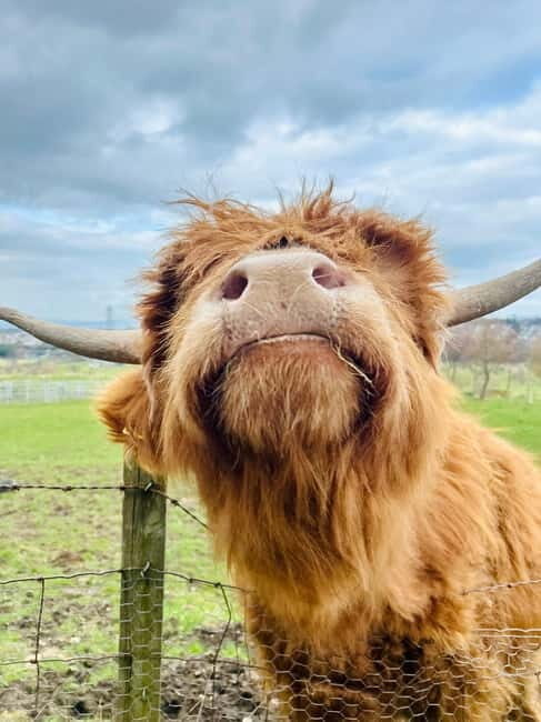 Edinburgh: Highland Cow, Blackness Castle, and Cake Tour - What’s Included & Practical Details