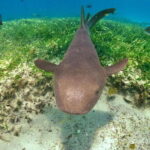 El Cielo Cozumel private snorkel tour - The Itinerary: What to Expect