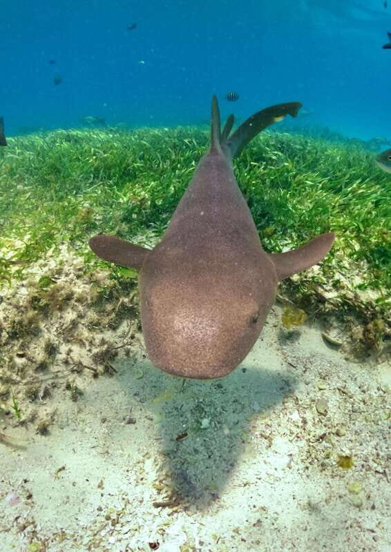 El Cielo Cozumel private snorkel tour - The Itinerary: What to Expect