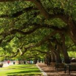 Enchanting Houston Private Tour: A Romantic Urban Adventure - Practical Details and Tips
