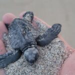 Enjoy Puerto Escondido with Beach and Nature from Oaxaca - The Detailed Experience: What You Can Expect