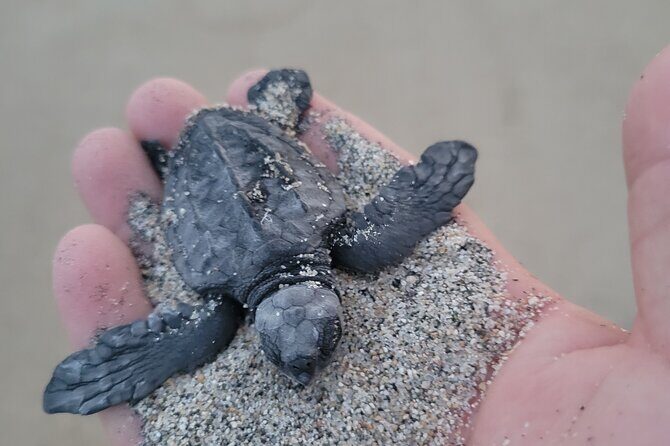 Enjoy Puerto Escondido with Beach and Nature from Oaxaca - The Detailed Experience: What You Can Expect