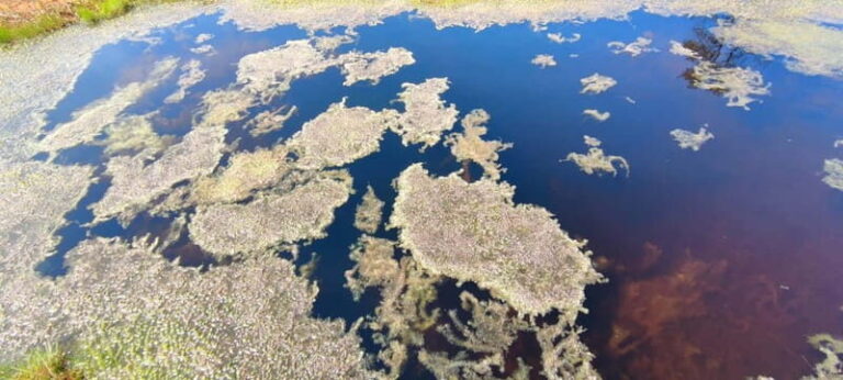 Escape from Tallinn  Hike, Swim, Forage & Cuddle Sled Dogs - Exploring the Itinerary in Detail