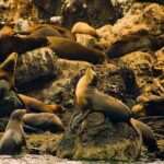 Espíritu Santo and Balandra Beach Combo Tour: Sea Lion Snorkeling - The Value for the Price