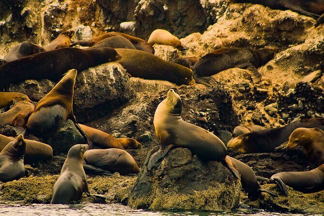 Espíritu Santo and Balandra Beach Combo Tour: Sea Lion Snorkeling - The Value for the Price