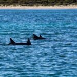 Estepona: Private sailing trip ideal for groups of up to 10 people. - What to Expect During the Trip