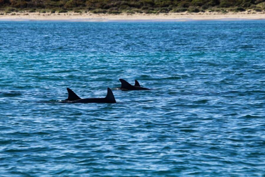 Estepona: Private sailing trip ideal for groups of up to 10 people. - What to Expect During the Trip