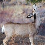 Estes Park: Bear Lake Corridor Tour - What to Expect from the Bear Lake Corridor Tour