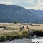 Estes Park: Guided Elk Rut Tour - Why This Tour Offers Value