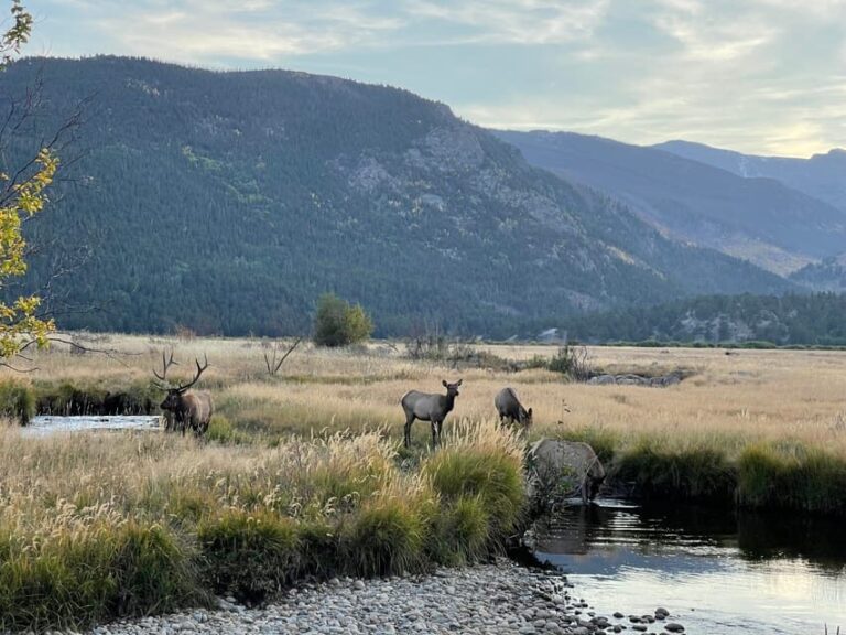 Estes Park: Guided Elk Rut Tour - Why This Tour Offers Value