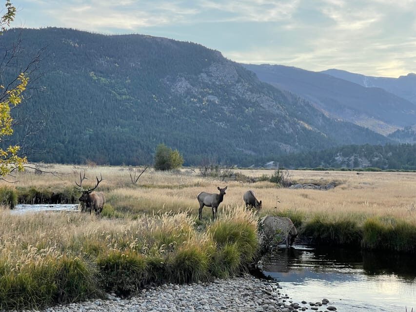 Estes Park: Guided Elk Rut Tour - Why This Tour Offers Value