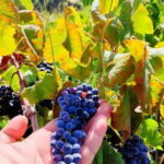 Eva's Traditional Cooking Lesson in Sisi - Family Estate - Duration and Schedule