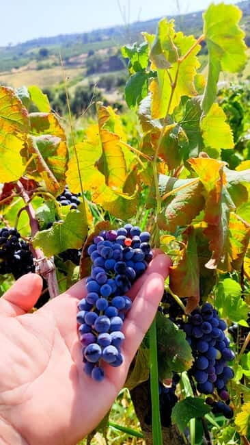 Eva's Traditional Cooking Lesson in Sisi - Family Estate - Duration and Schedule