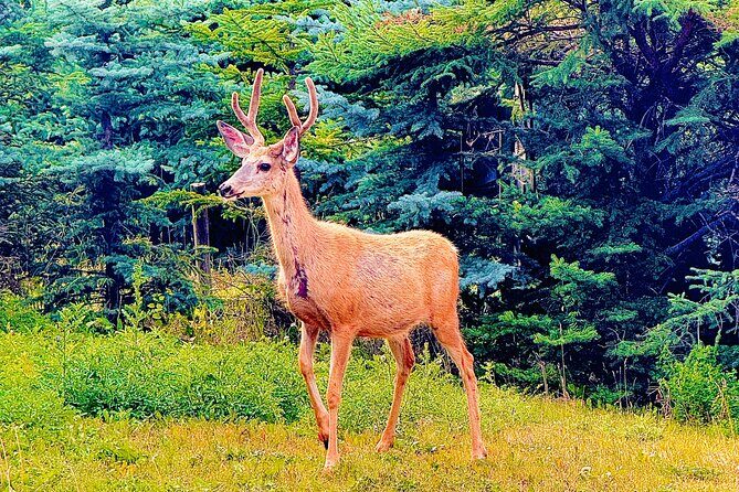 Evening Private Tour Best of Banff Wildlife - The Practicalities & Considerations  