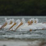 Everglades: Birding, Wildlife, and Photography Expedition - Who This Tour Suits Best