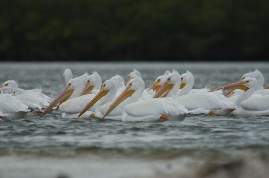 Everglades: Birding, Wildlife, and Photography Expedition - Who This Tour Suits Best