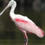 Everglades Private 2.5 Hour Photo and Birding Safari - The Details of the Tour