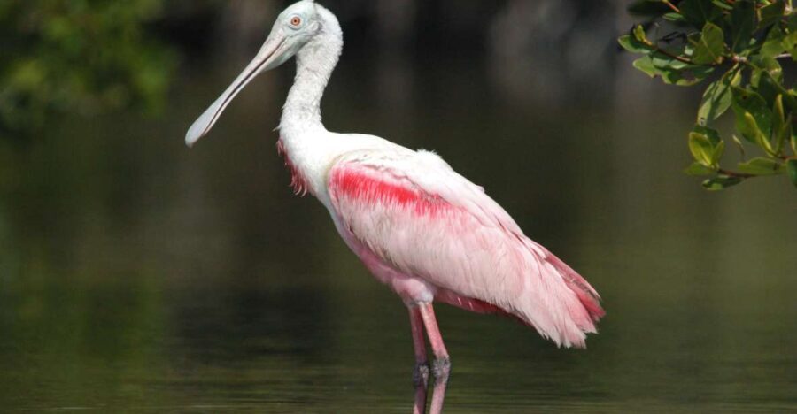 Everglades Private 2.5 Hour Photo and Birding Safari - The Details of the Tour