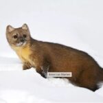 Everline Resort Explorer: Self Guided Olympic Valley Stroll - Who Is This Tour Best Suited For?