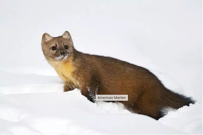 Everline Resort Explorer: Self Guided Olympic Valley Stroll - Who Is This Tour Best Suited For?