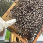 Évora or Montemor: Beekeeping Guided Tour with Honey Tasting - Final Thoughts on the Beekeeping Tour in Évora