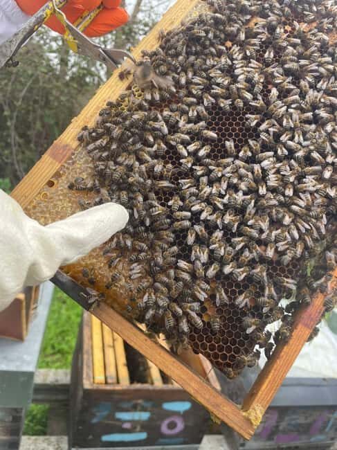 Évora or Montemor: Beekeeping Guided Tour with Honey Tasting - Final Thoughts on the Beekeeping Tour in Évora