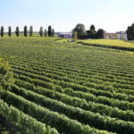 Exclusive Wine Experience: Venetian Best Vineyards - Who Will Love This Tour?