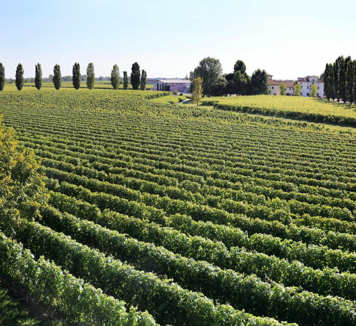 Exclusive Wine Experience: Venetian Best Vineyards - Who Will Love This Tour?