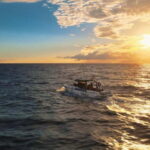 Excursion to see the whales - 3 Hours - What You Can Expect on the Tour