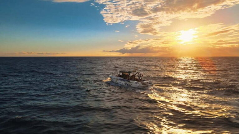 Excursion to see the whales - 3 Hours - What You Can Expect on the Tour