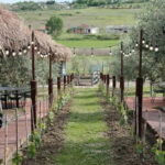 Experience Albanian Wine, daily tours from Durres - What Makes This Tour Stand Out?