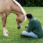 Experiential activity with horses: an experience in connection - What You Can Expect: The Experience Breakdown