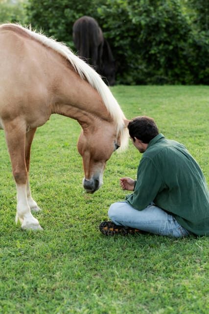 Experiential activity with horses: an experience in connection - What You Can Expect: The Experience Breakdown
