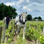 Exploration Oenologique au Château Labrie St Emilion GC - Why This Tour Offers Great Value