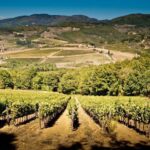 Explore Elegance: Savor 3 Exquisite Wines at Tenuta Bossi - The Cellar Tour and Traditional Winemaking Art