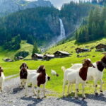 Explore Swiss Villages: Interlaken-Grindelwald(Private Tour) - Charm of Grindelwald and Mountain Views