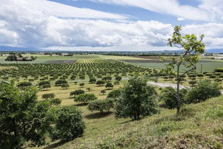 Facial treatment in the heart of the truffle fields - The Heritage and Education Component