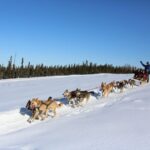 Fairbanks: 1-Hour Alaskan Winter Dog Sledding Adventure - The Experience in Detail
