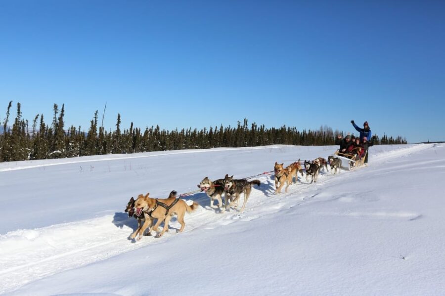 Fairbanks: 1-Hour Alaskan Winter Dog Sledding Adventure - The Experience in Detail