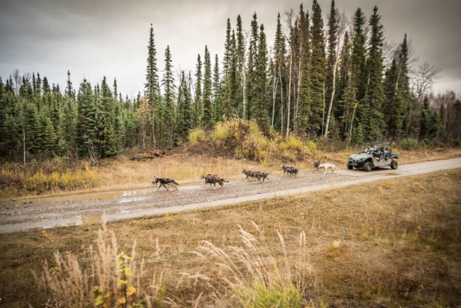 Fairbanks: Dog Mushing through Fall Landscapes on a UTV - The Experience in Detail