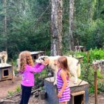 Fairbanks: Husky Hiking Tour - Practical Details and What to Expect