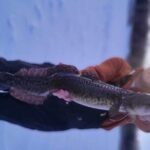 Fairbanks Ice Fishing with Transportation - What to Expect: The Day on the Ice