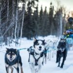Fairbanks: Private Mush on the Historic Yukon Quest Trail - Additional Practicalities