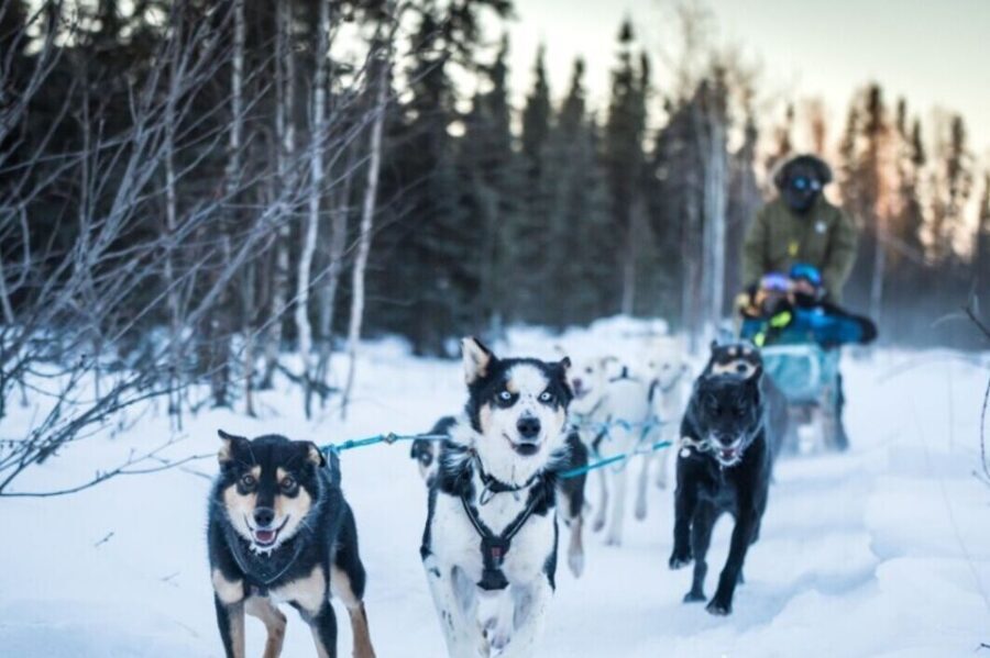 Fairbanks: Private Mush on the Historic Yukon Quest Trail - Additional Practicalities