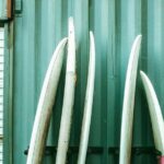 Fall Adventure Vancouver Island Grizzly Bears, High Tea and More - Who Should Consider This Tour?