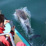 Falmouth: 2 Hour Wildlife Watching RIB Tour - What to Expect During the Tour
