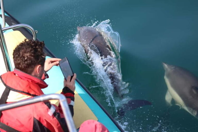 Falmouth: 2 Hour Wildlife Watching RIB Tour - What to Expect During the Tour