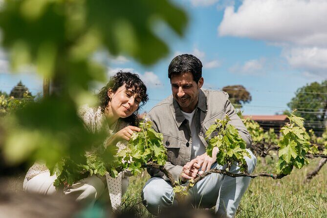 Familia Torres Winery: Gastronomic Tapas & Wine Experience - Possible Drawbacks to Consider