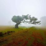 Fanal / Assobiadores - Levada Walk - In-Depth Breakdown of the Experience